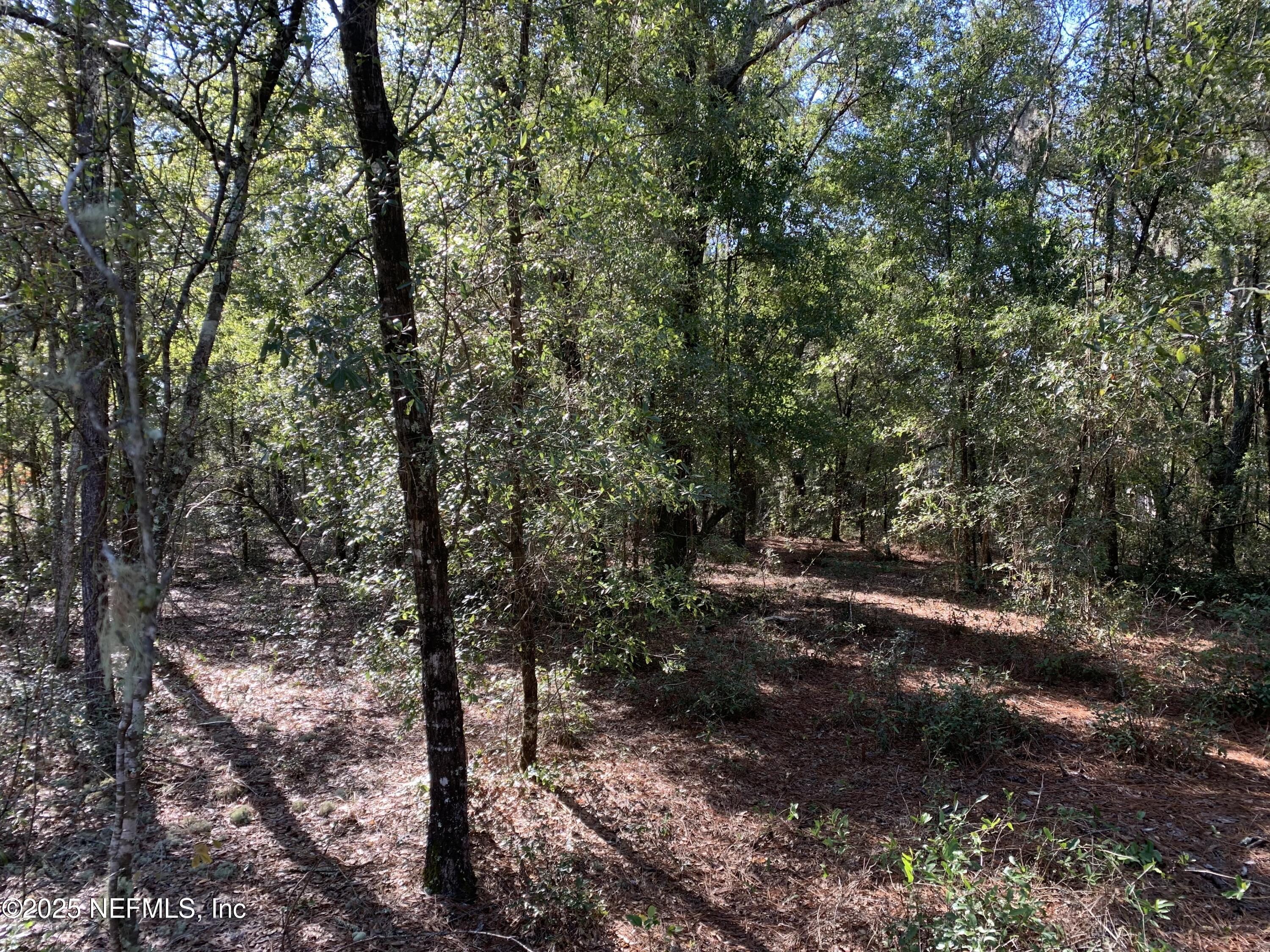 0 Drayton Avenue Interlachen, FL 32148 - Photo 3 of 16 a view of a forest filled with trees