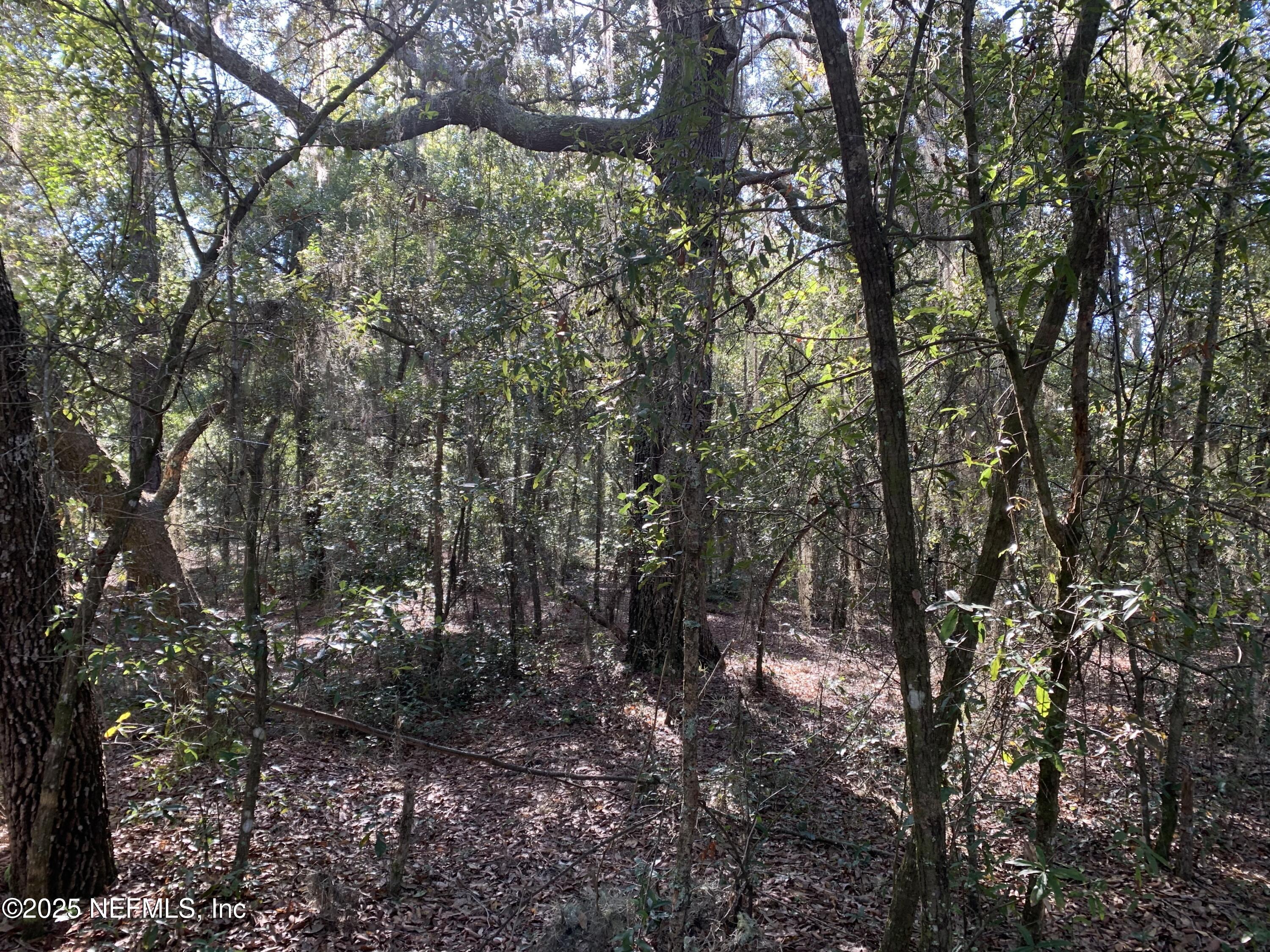 0 Drayton Avenue Interlachen, FL 32148 - Photo 4 of 16 a view of a forest with lots of trees