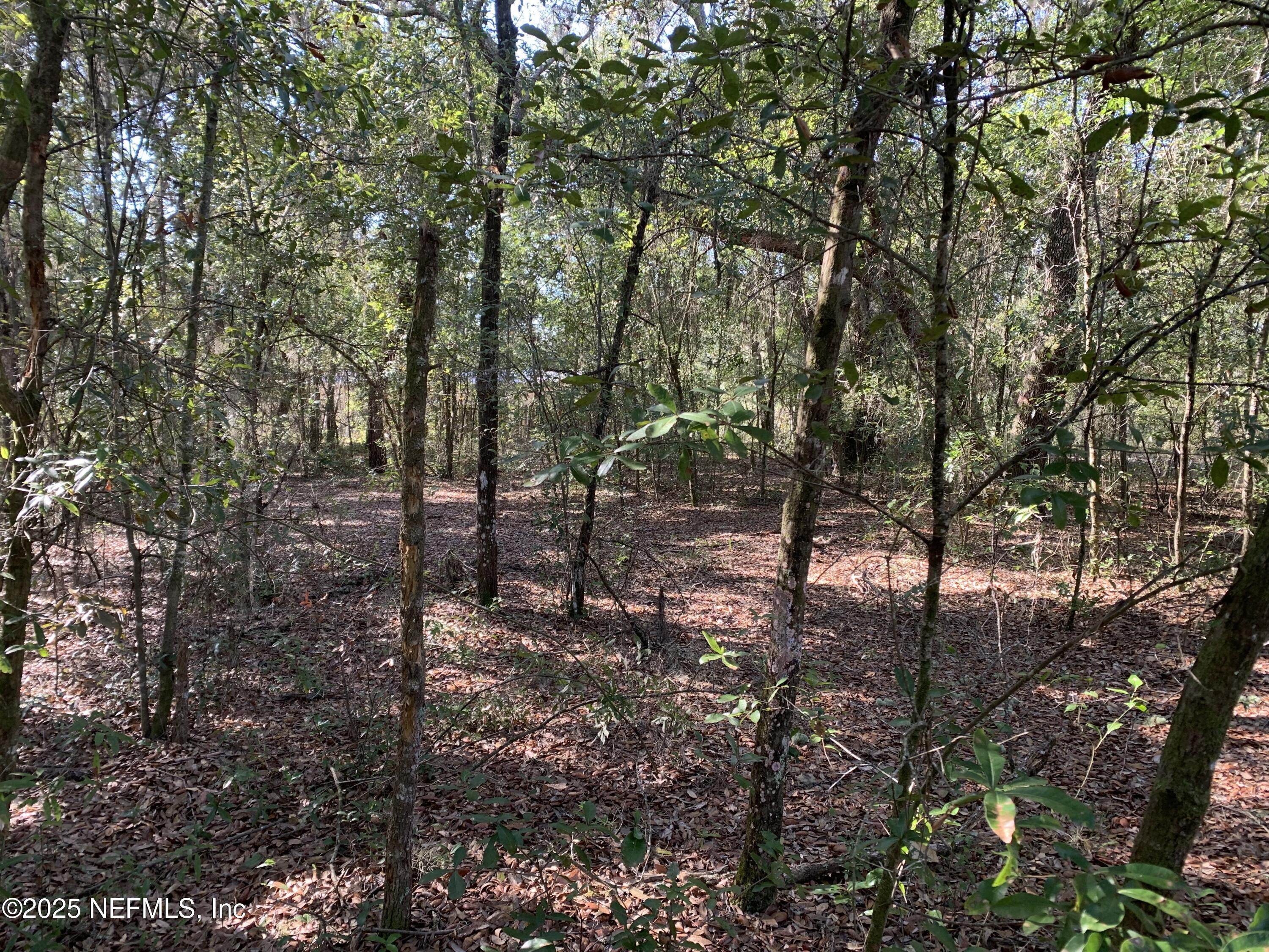 0 Drayton Avenue Interlachen, FL 32148 - Photo 5 of 16 a view of a forest with trees in the background
