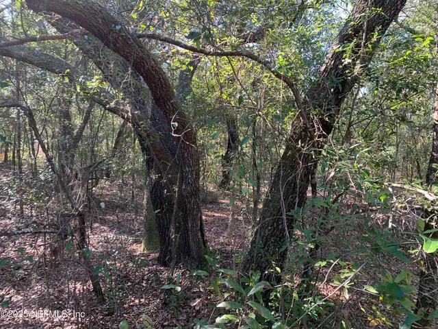 a big tree in middle of the forest