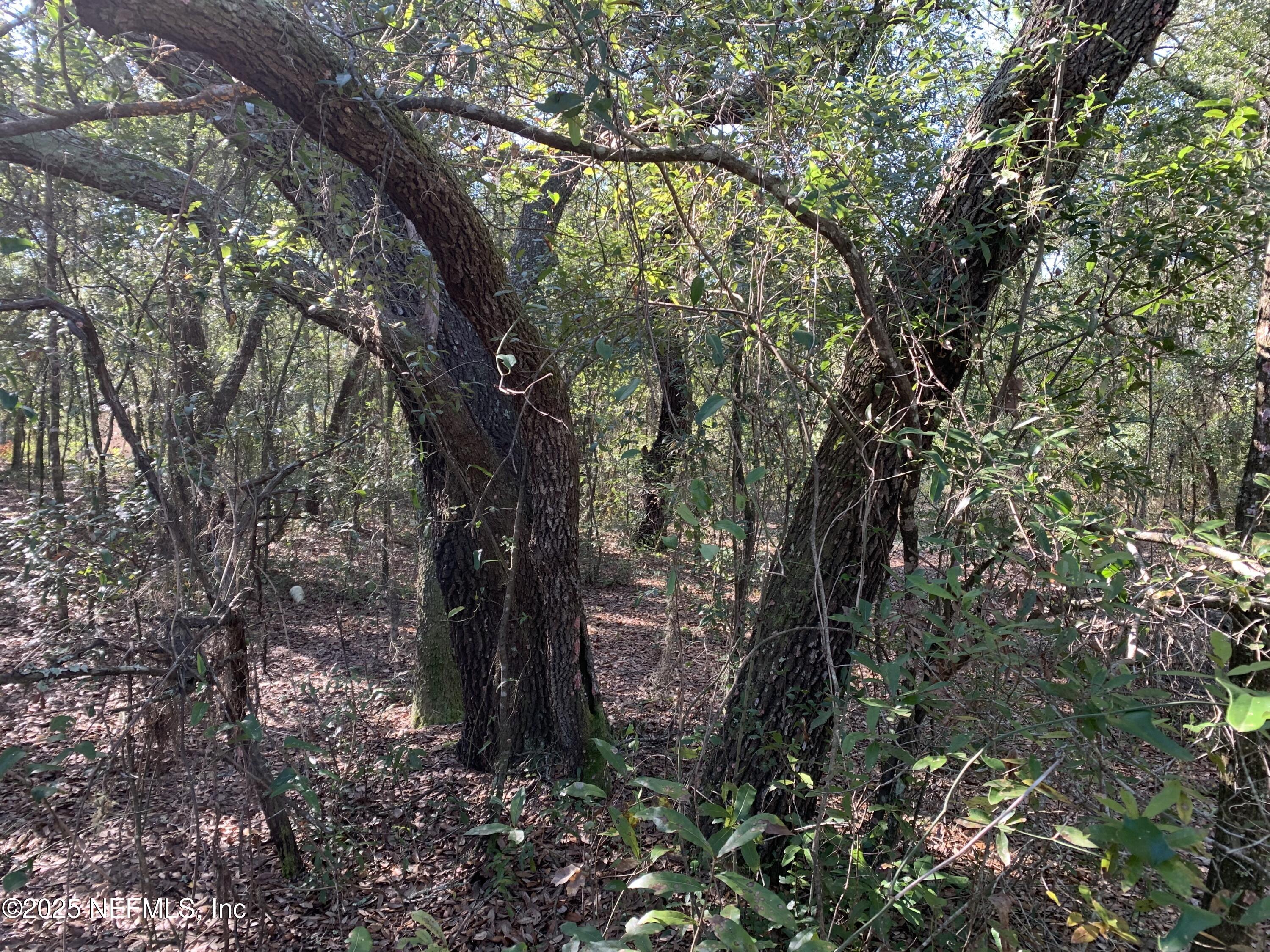 0 Drayton Avenue Interlachen, FL 32148 - Photo 8 of 16 a big tree in middle of the forest