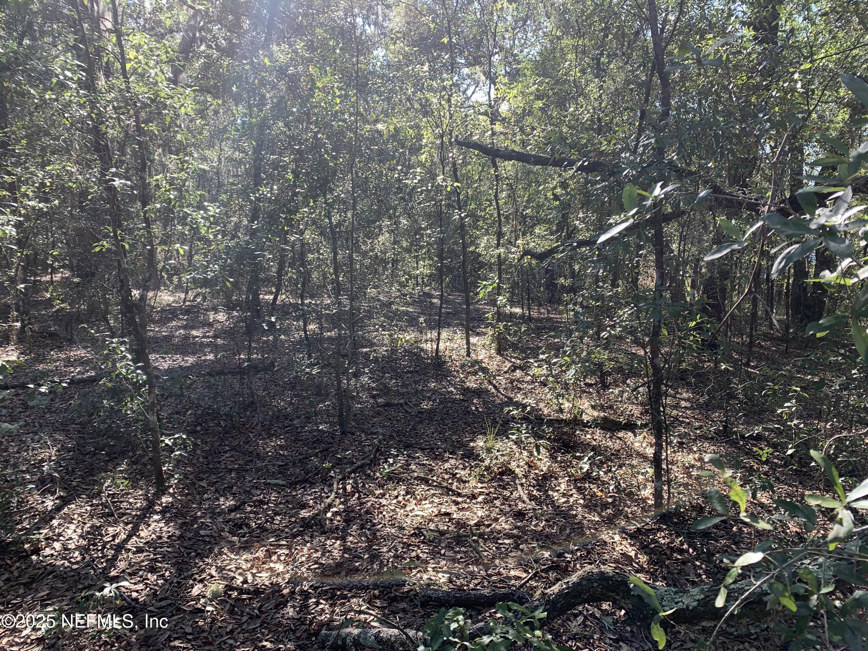 0 Drayton Avenue Interlachen, FL 32148 - Photo 9 of 16 a view of a tree