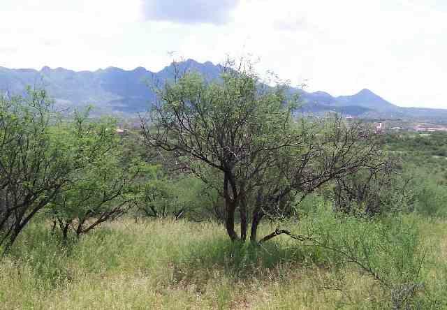 2035 Bowers Court Rio Rico, AZ 85648 - Photo 5 of 8