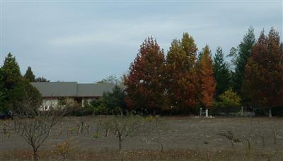 6530 Lone Pine Road Sebastopol, CA 95472 - Photo 4 of 12 a view of a yard