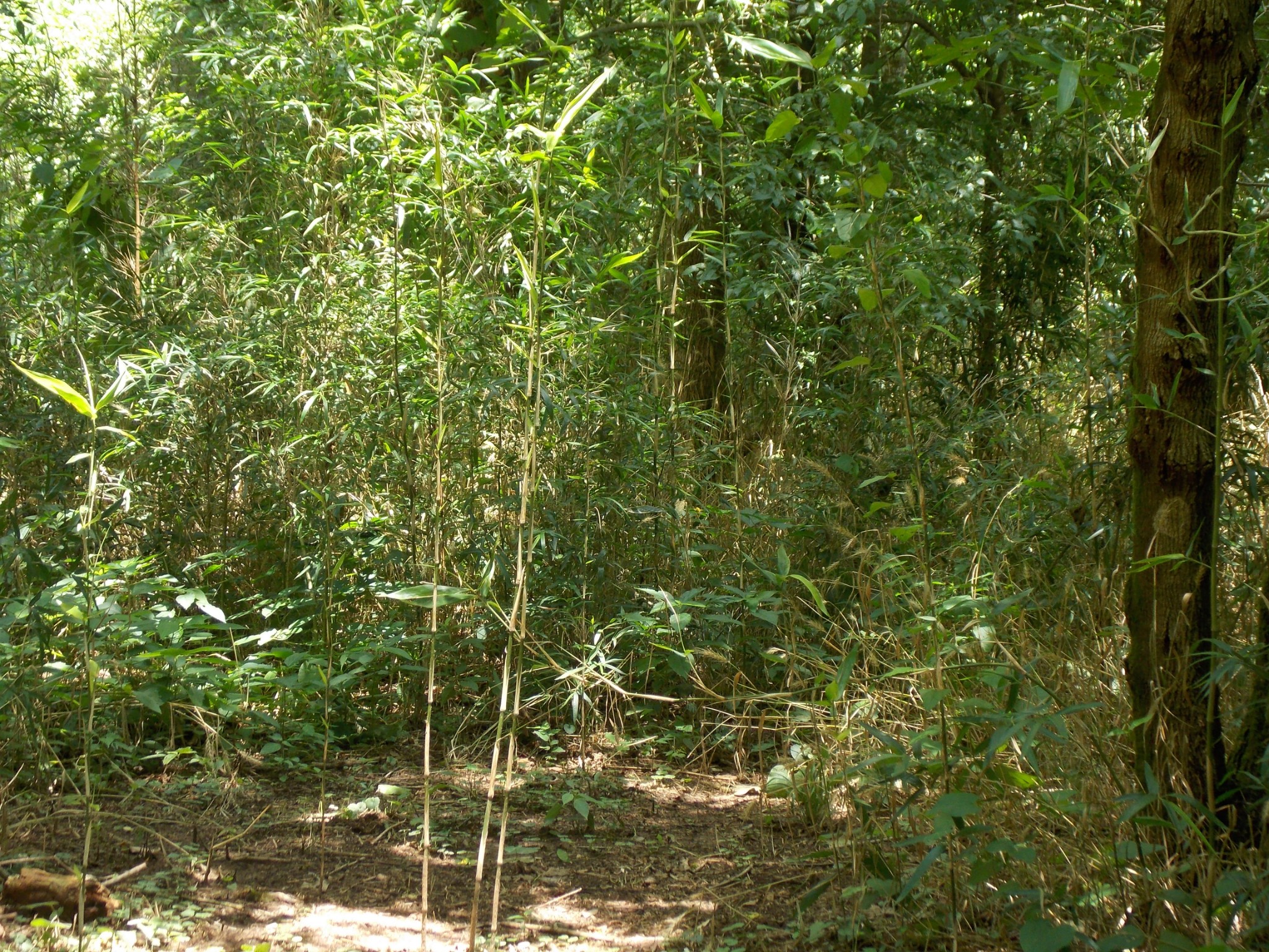 0 East Slink Shoals Road Linden, TN 37096 - Photo 2 of 4 a view of a house with a tree