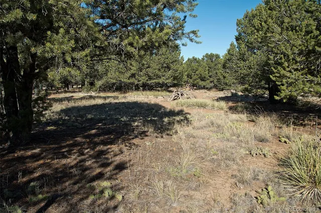 a view of a yard with trees