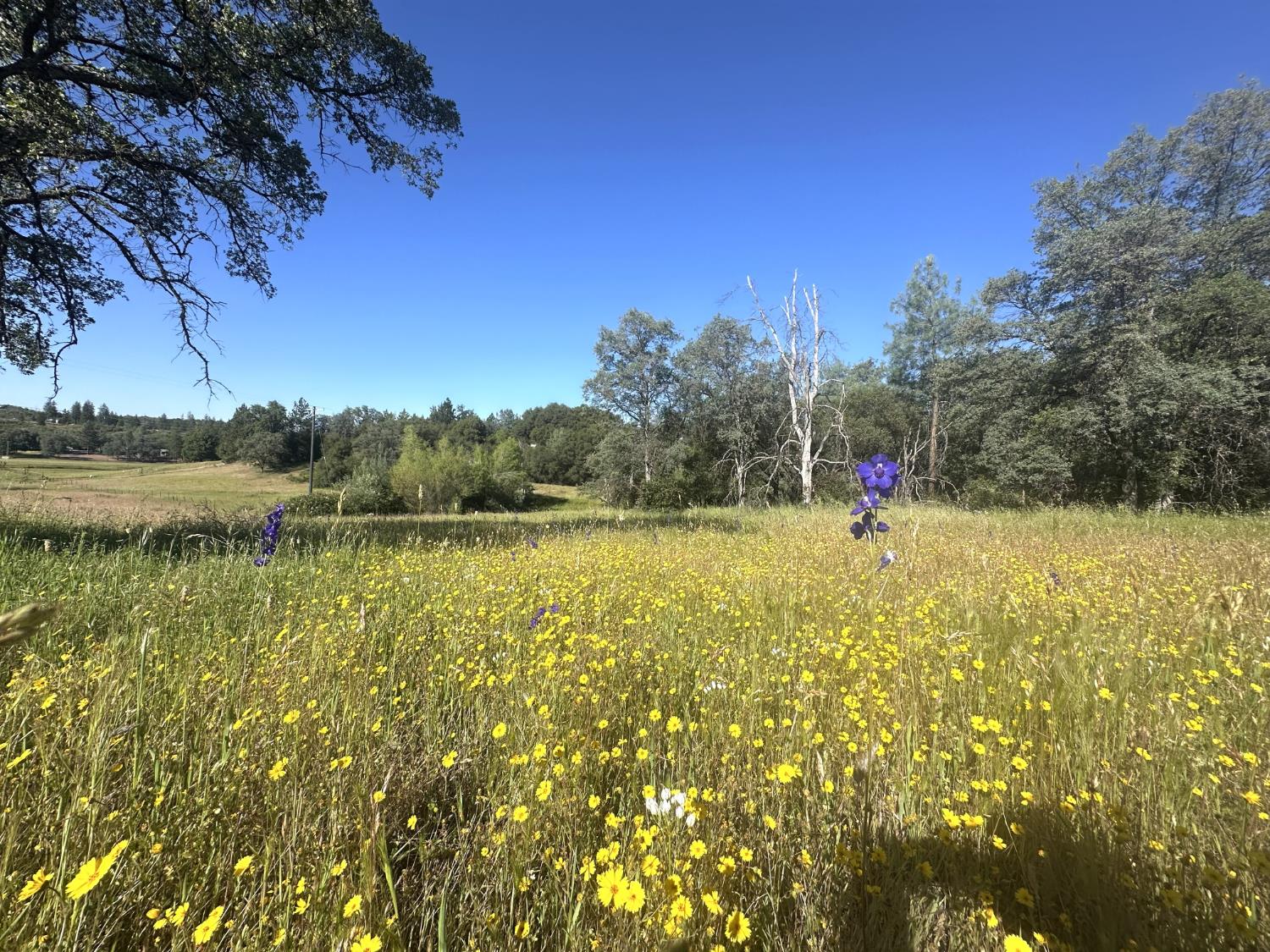 7436 Eagle View Drive Mountain Ranch, CA 95246 - Photo 44 of 51