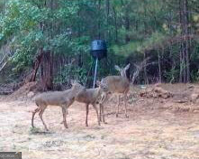 2607 Hughes Road Dewy Rose, GA 30634 - Photo 9 of 10 a view of a yard with plants and a bench