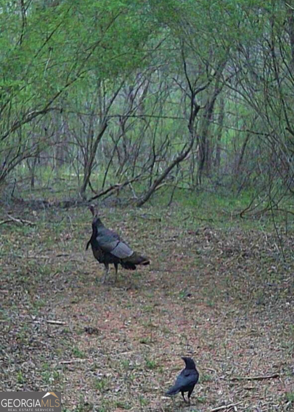 2607 Hughes Road Dewy Rose, GA 30634 - Photo 10 of 10 a view of a bench in a backyard