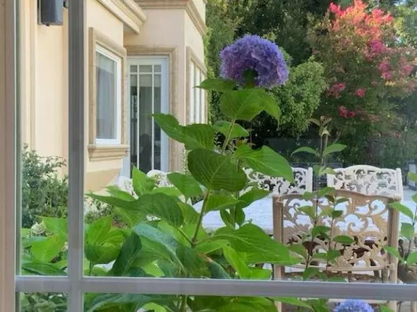 a view of a flower in a flower pot