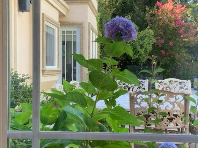 5403 Blackhawk Drive Danville, CA 94506 - Photo 38 of 47 a view of a garden with plants