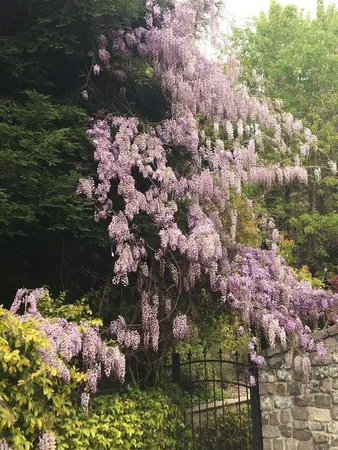 a view of flowers
