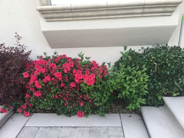 a view of a garden with plants