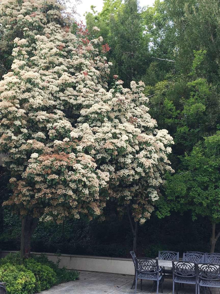 5403 Blackhawk Drive Danville, CA 94506 - Photo 41 of 47 a view of a yard