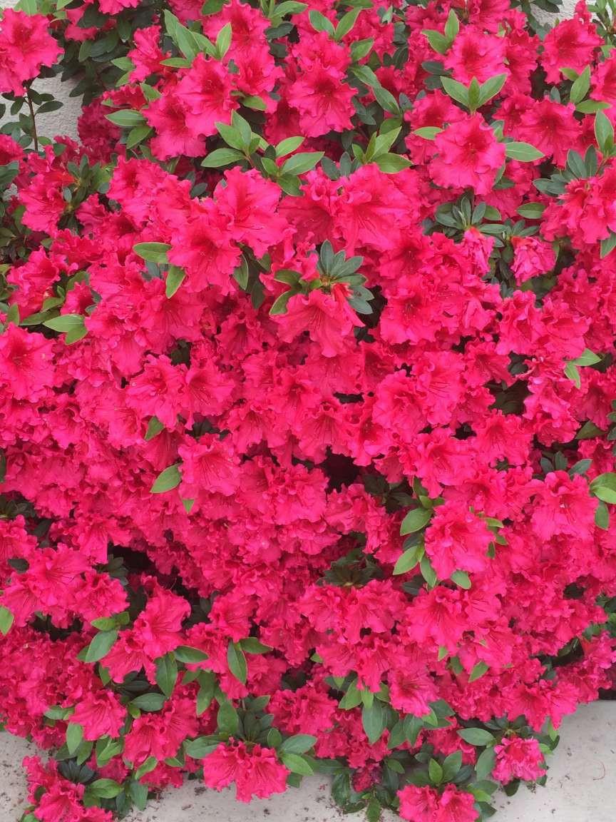 5403 Blackhawk Drive Danville, CA 94506 - Photo 43 of 47