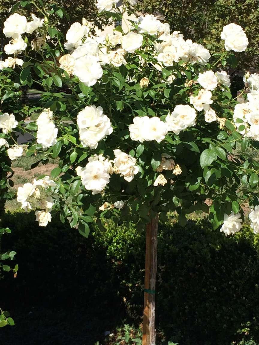 5403 Blackhawk Drive Danville, CA 94506 - Photo 46 of 47 a view of flowers