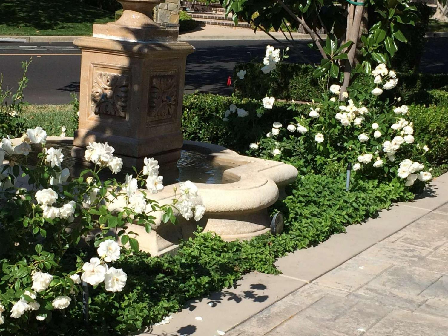 5403 Blackhawk Drive Danville, CA 94506 - Photo 47 of 47 a view of a garden with plants