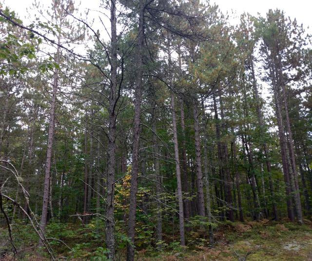 0 West Vermillion Road Paradise, MI 49768 - Photo 11 of 21 Gallery Image 11