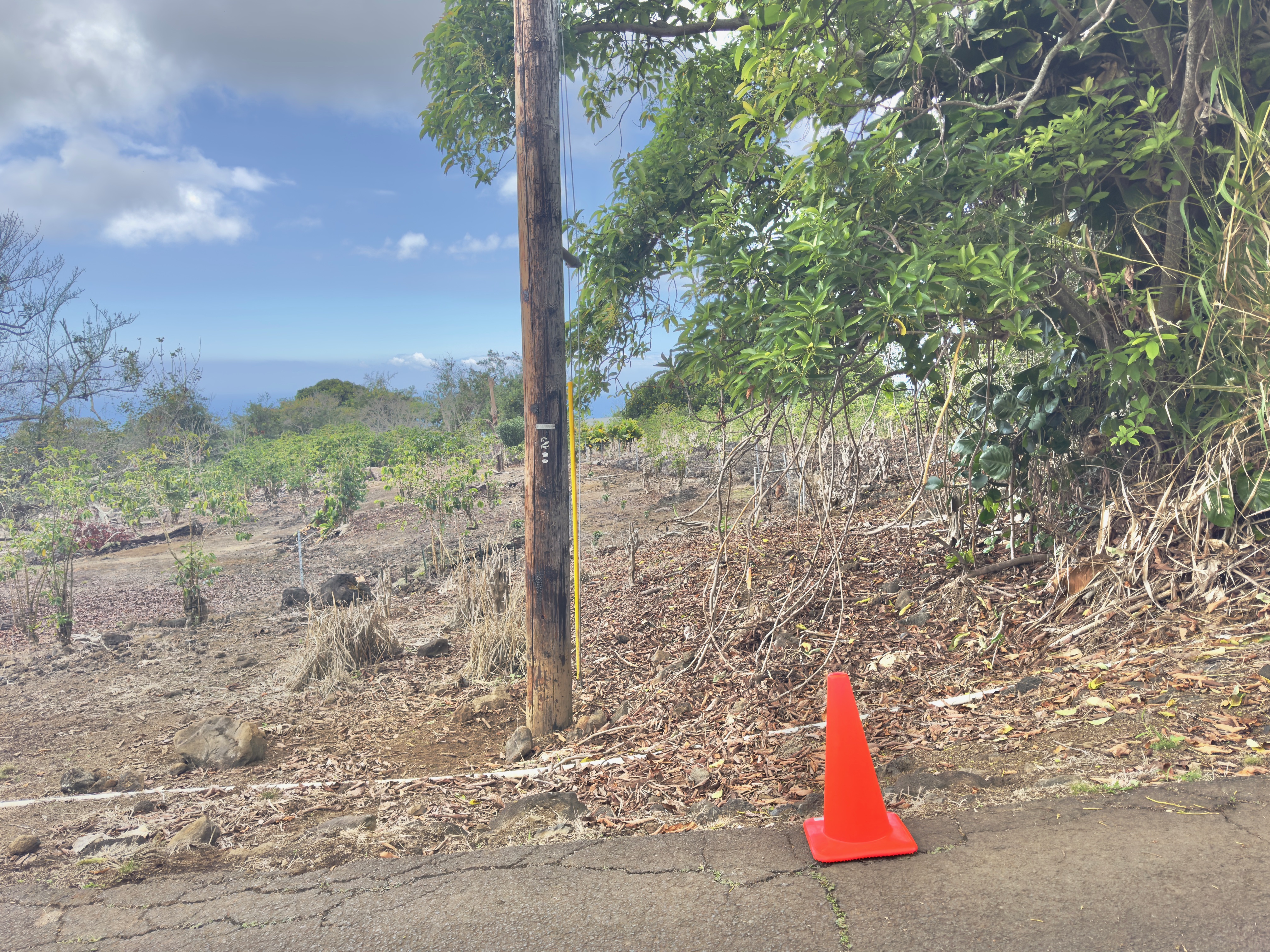 82-1091 Kinue Road Captain Cook, HI 96704 - Photo 18 of 28 a view of yard with tree s