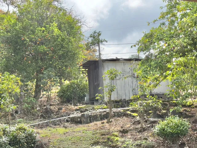 a view of a yard with a tree