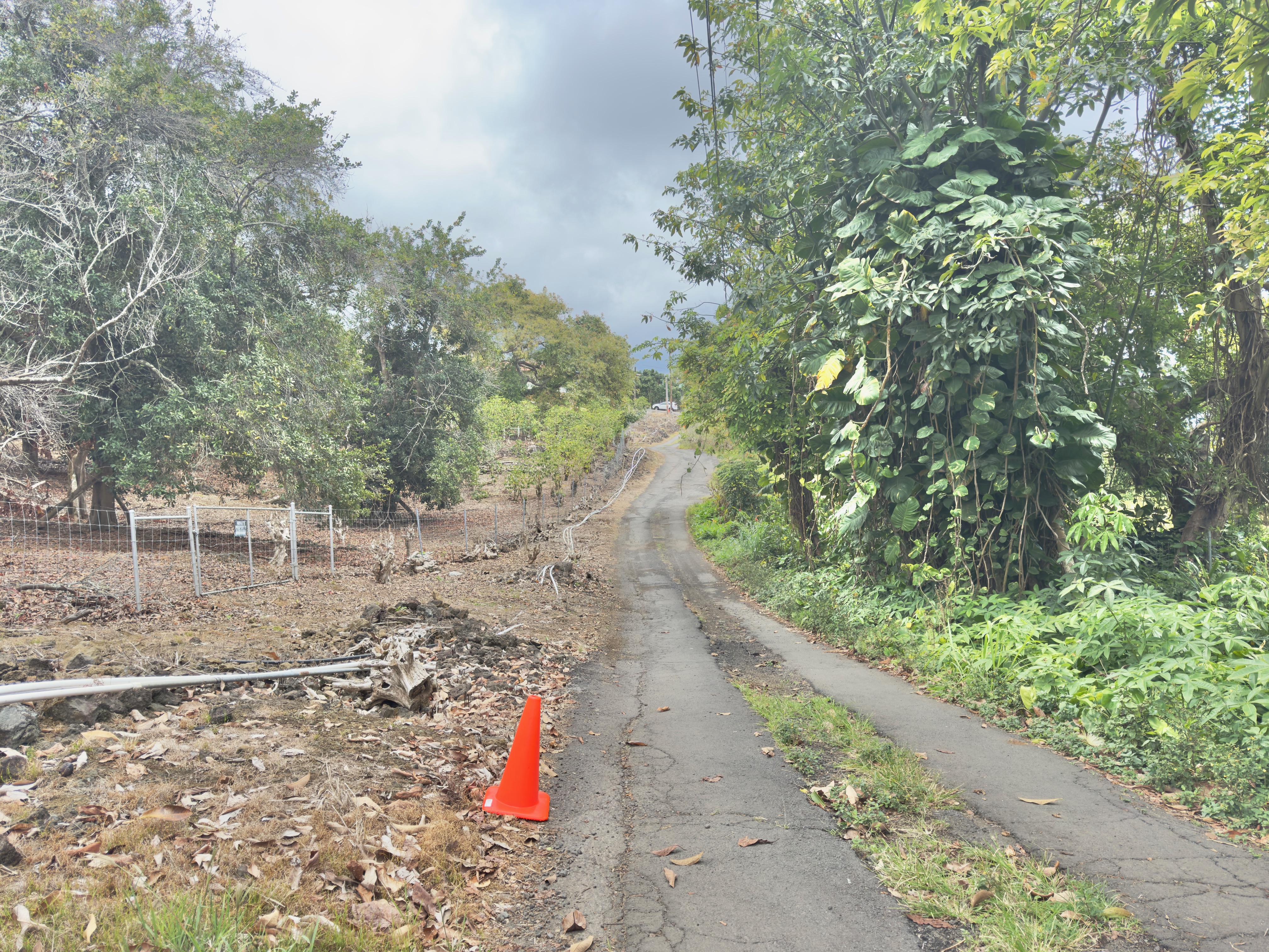 82-1091 Kinue Road Captain Cook, HI 96704 - Photo 25 of 28 a view of a yard with a tree