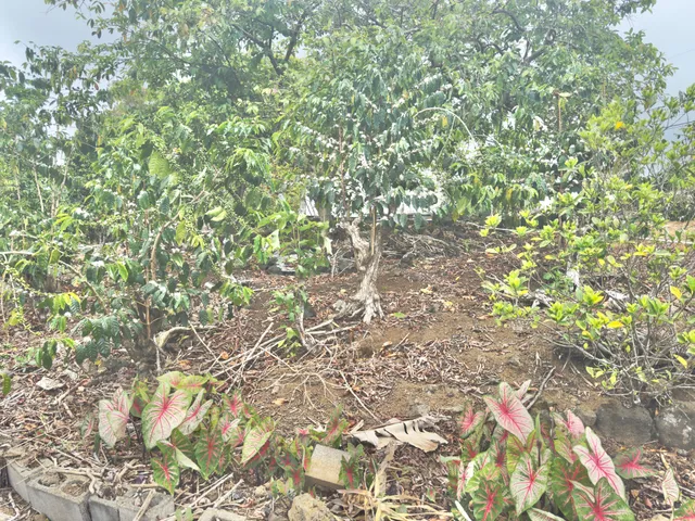 $1,450,000 | 82-1091 Kinue Road, Captain Cook, HI 96704