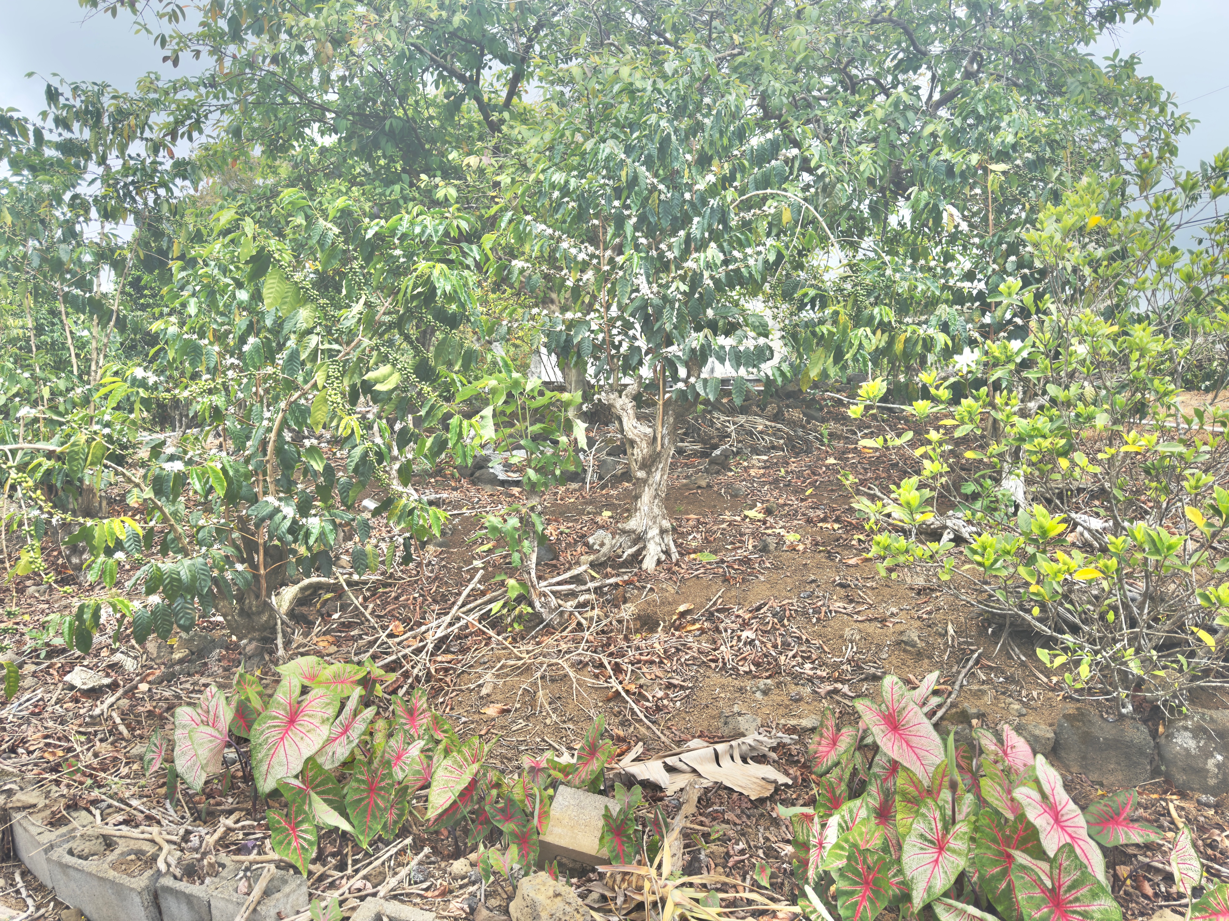 82-1091 Kinue Road Captain Cook, HI 96704 - Photo 26 of 28 a picture of a tree