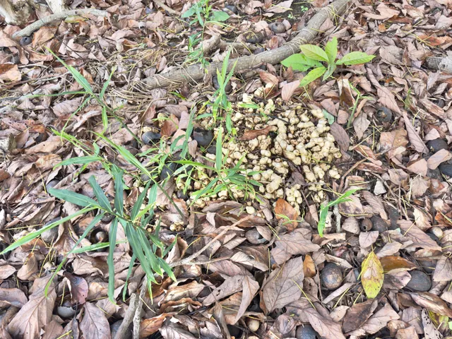 $1,450,000 | 82-1091 Kinue Road, Captain Cook, HI 96704