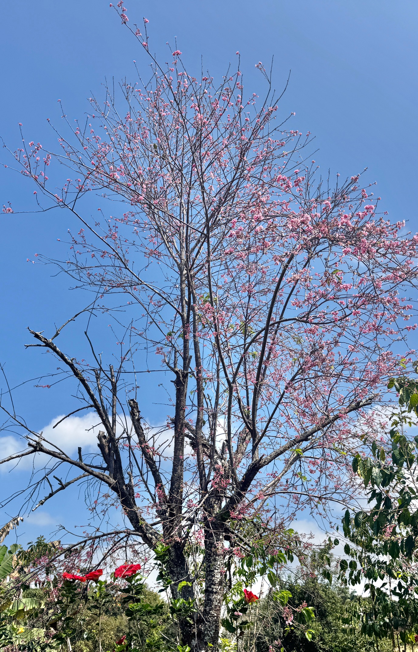 82-1091 Kinue Road Captain Cook, HI 96704 - Photo 28 of 28 a view of a pathway with a tree