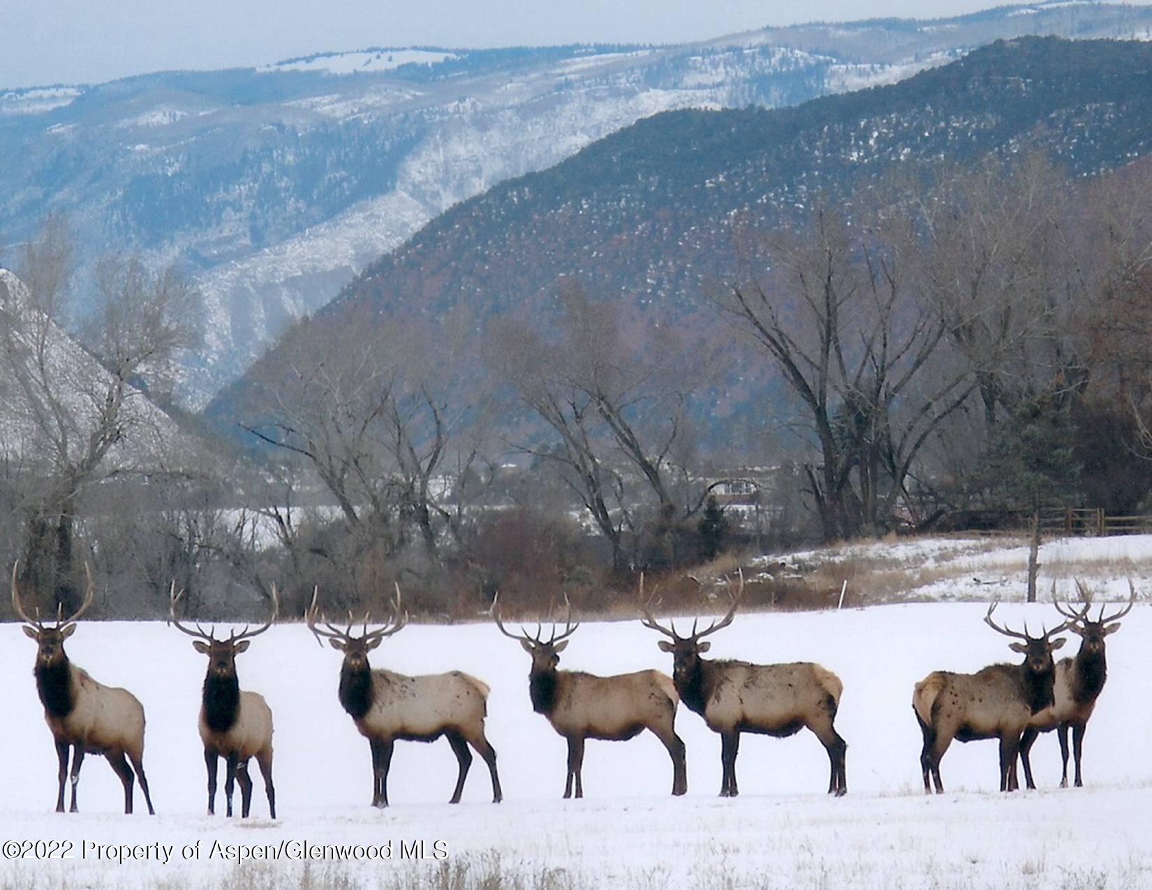 Tbd Midland Loop, Unit WP4 Carbondale, CO 81623 - Photo 17 of 24 a view of yard and tree