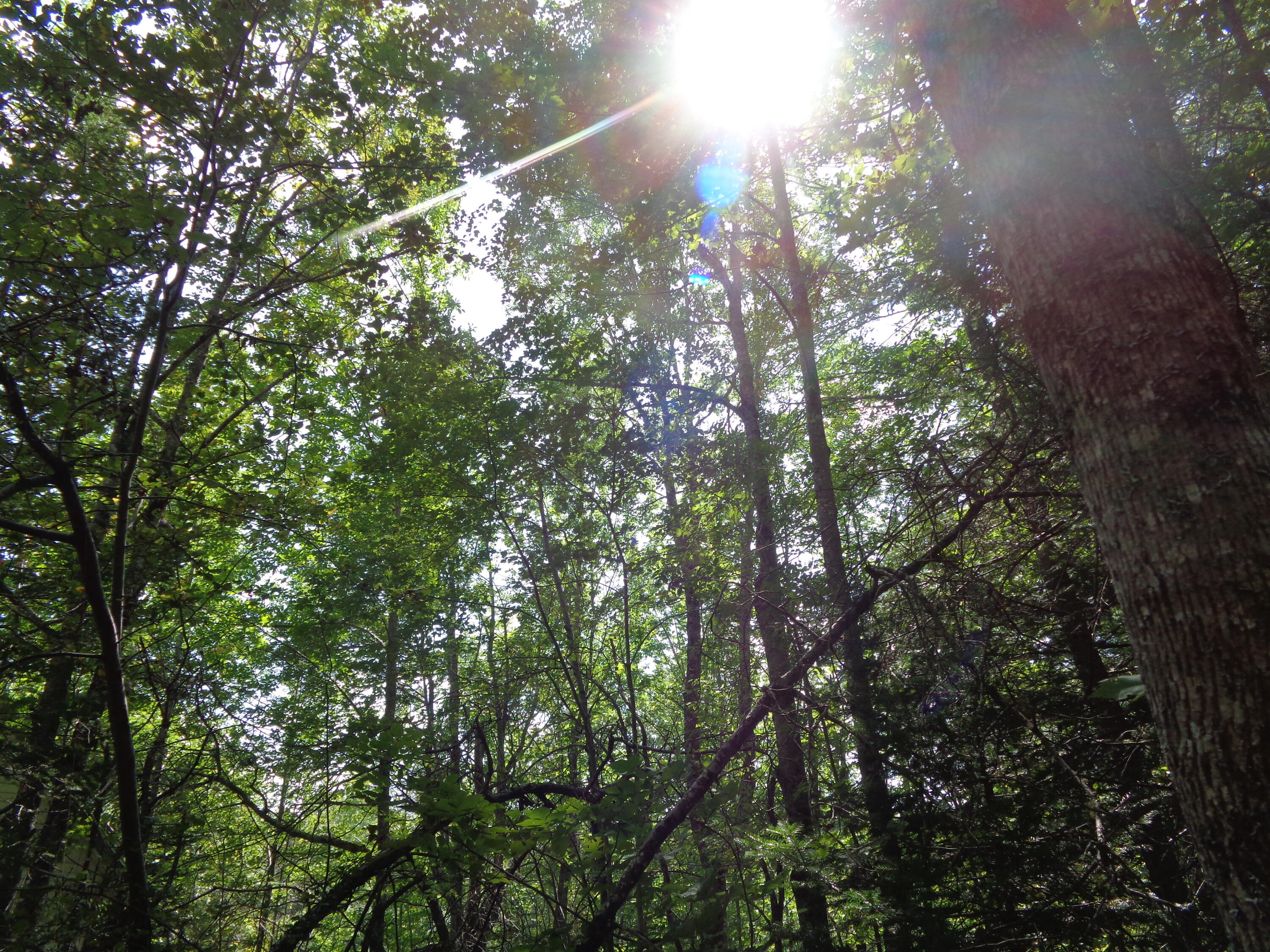 2068 Mariaville Road Ellsworth, ME 04605 - Photo 21 of 27 Towering canopy
