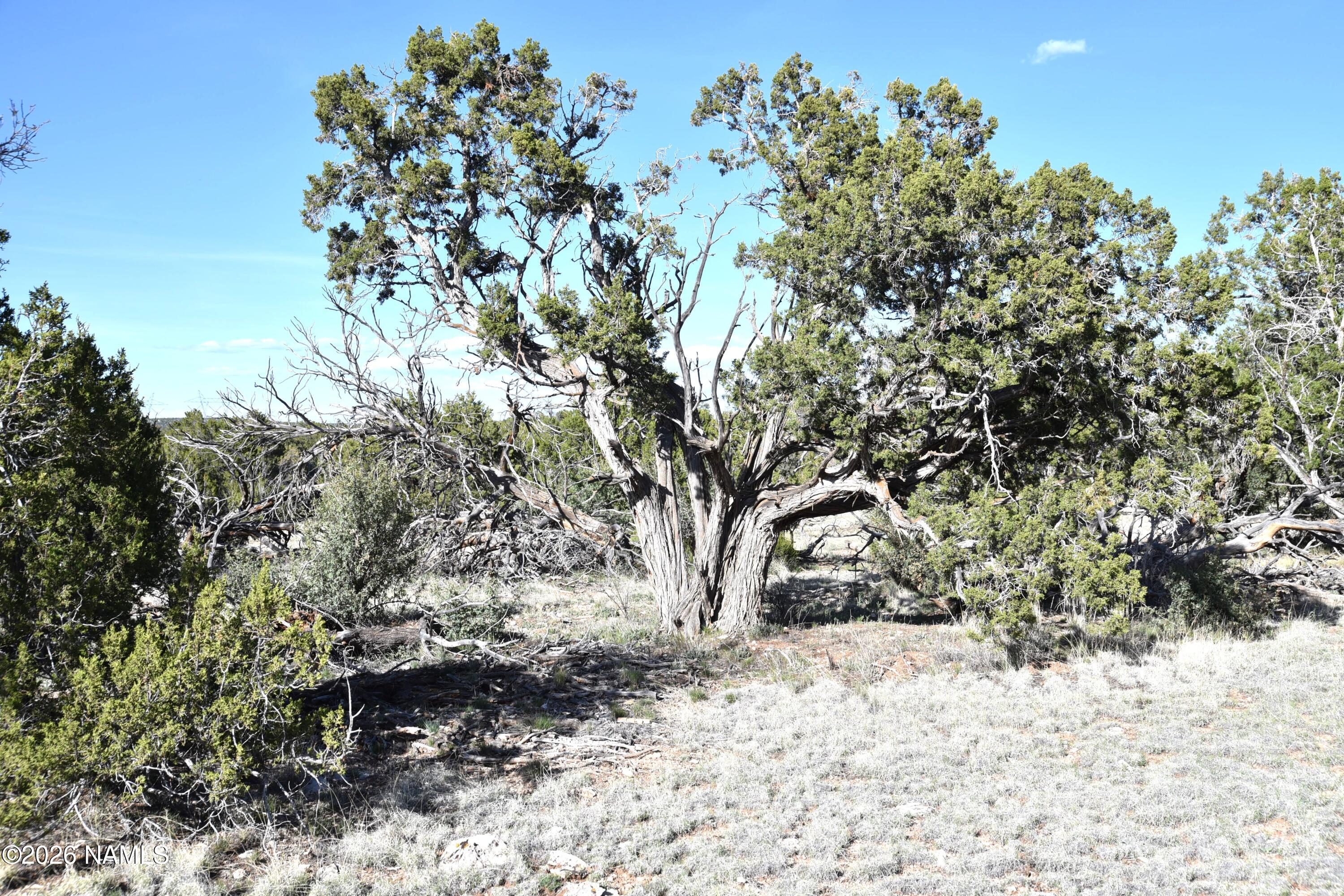 12498 North Chino Road Williams, AZ 86046 - Photo 2 of 28 DSC_5057