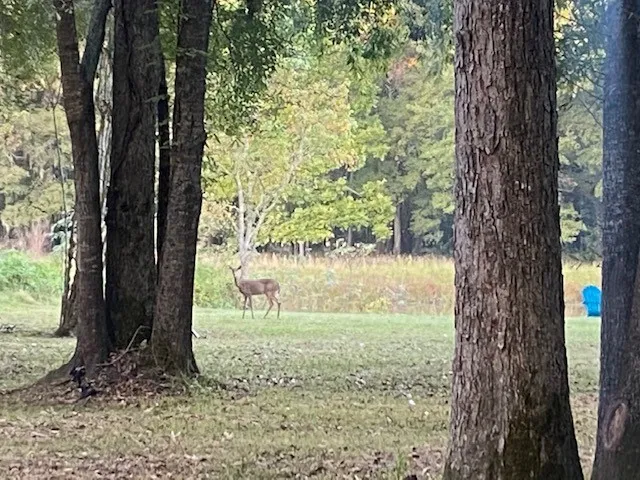 a view of outdoor space with a garden