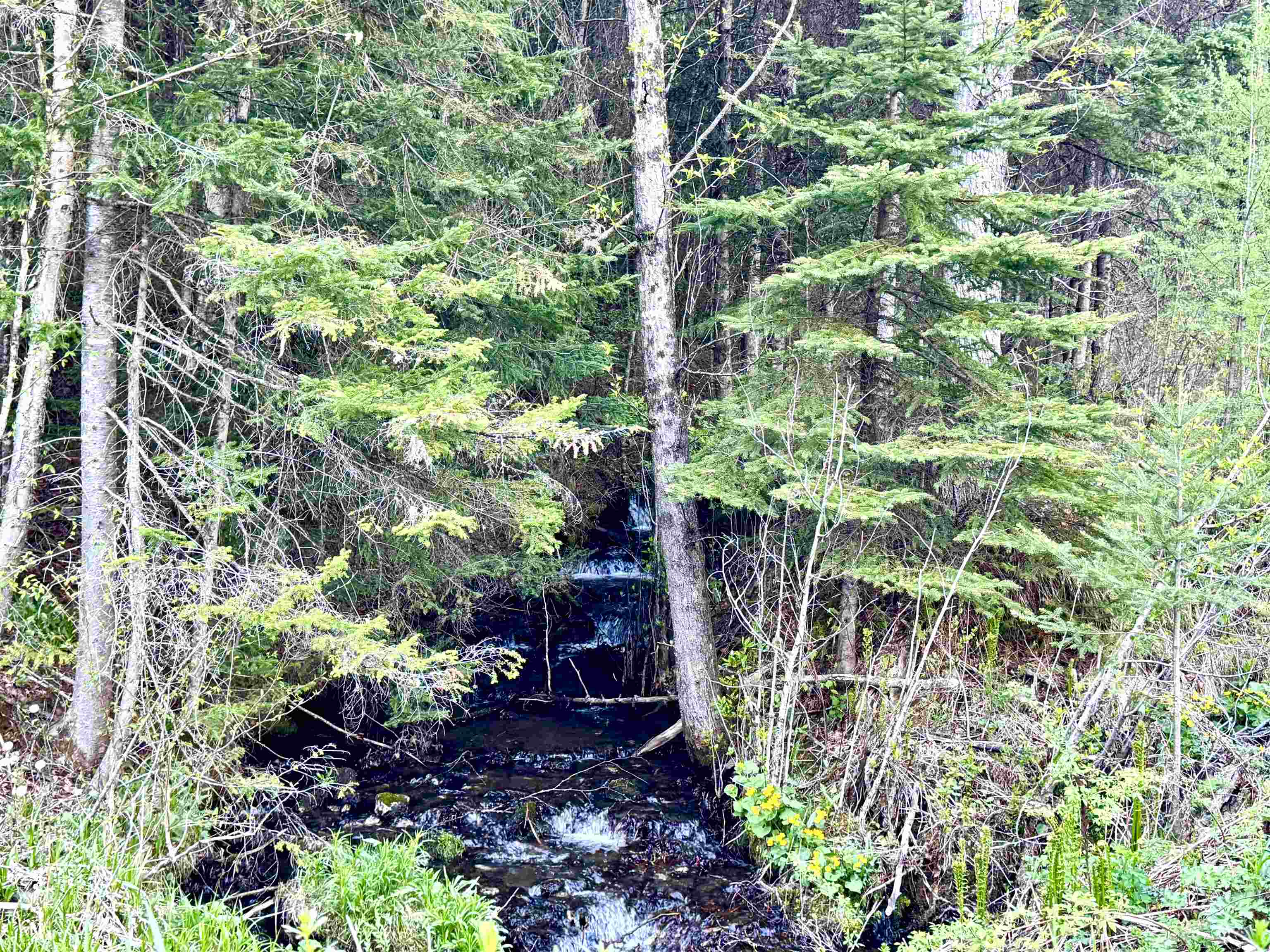 Lot 8 Gulch Brook Road Stewartstown, NH 03576 - Photo 22 of 22