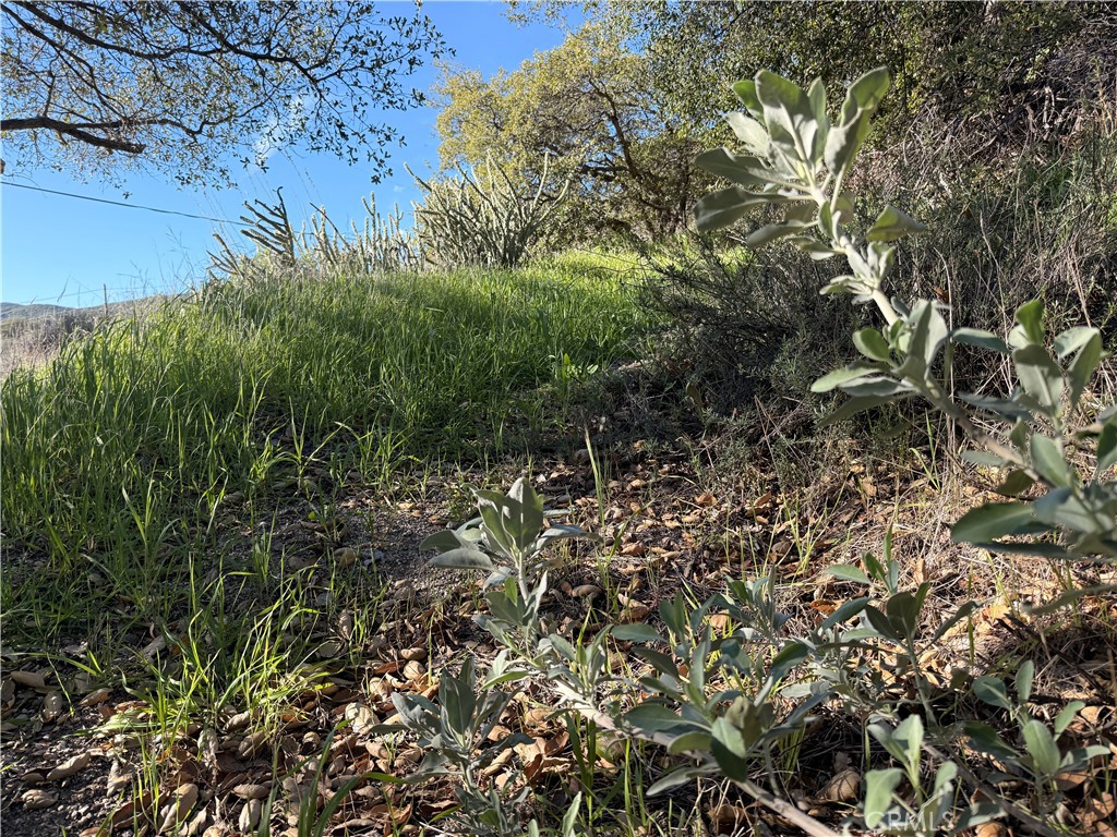 28013 San Felipe Road Warner Springs, CA 92086 - Photo 17 of 24 a view of a forest with a tree