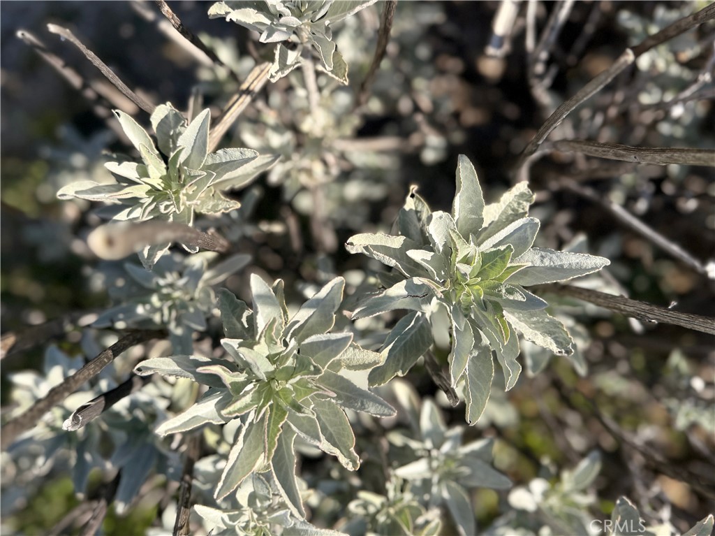 28013 San Felipe Road Warner Springs, CA 92086 - Photo 22 of 24 a view of a tree in a yard
