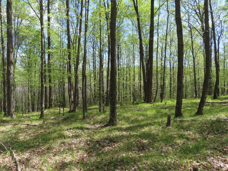 On Sand Lake Road, Unit 15 ACRES Crandon, WI 54520 - Photo 2 of 22 Gallery Image 2
