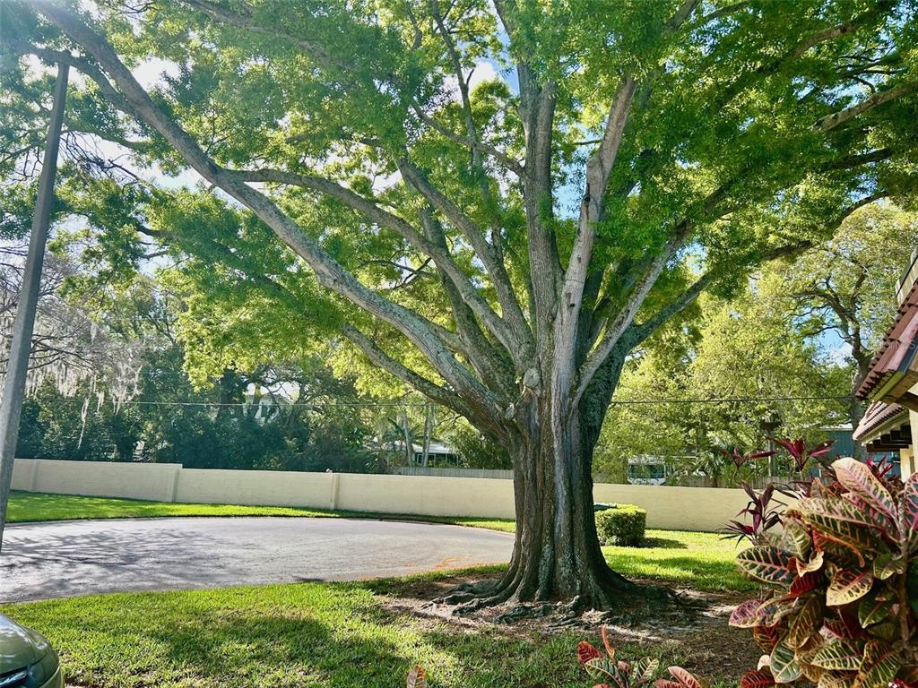 1701 Pinehurst Road, Unit 18C Dunedin, FL 34698 - Photo 17 of 17 a view of a yard with large trees
