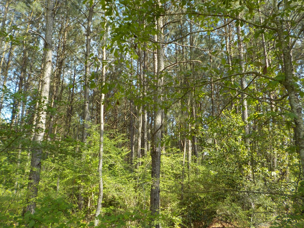 5.3-ac Memphis Church Road Dothan, AL 36301 - Photo 10 of 29