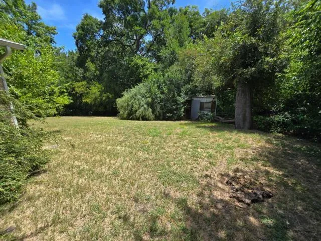 a view of backyard with potted plants and a large tree