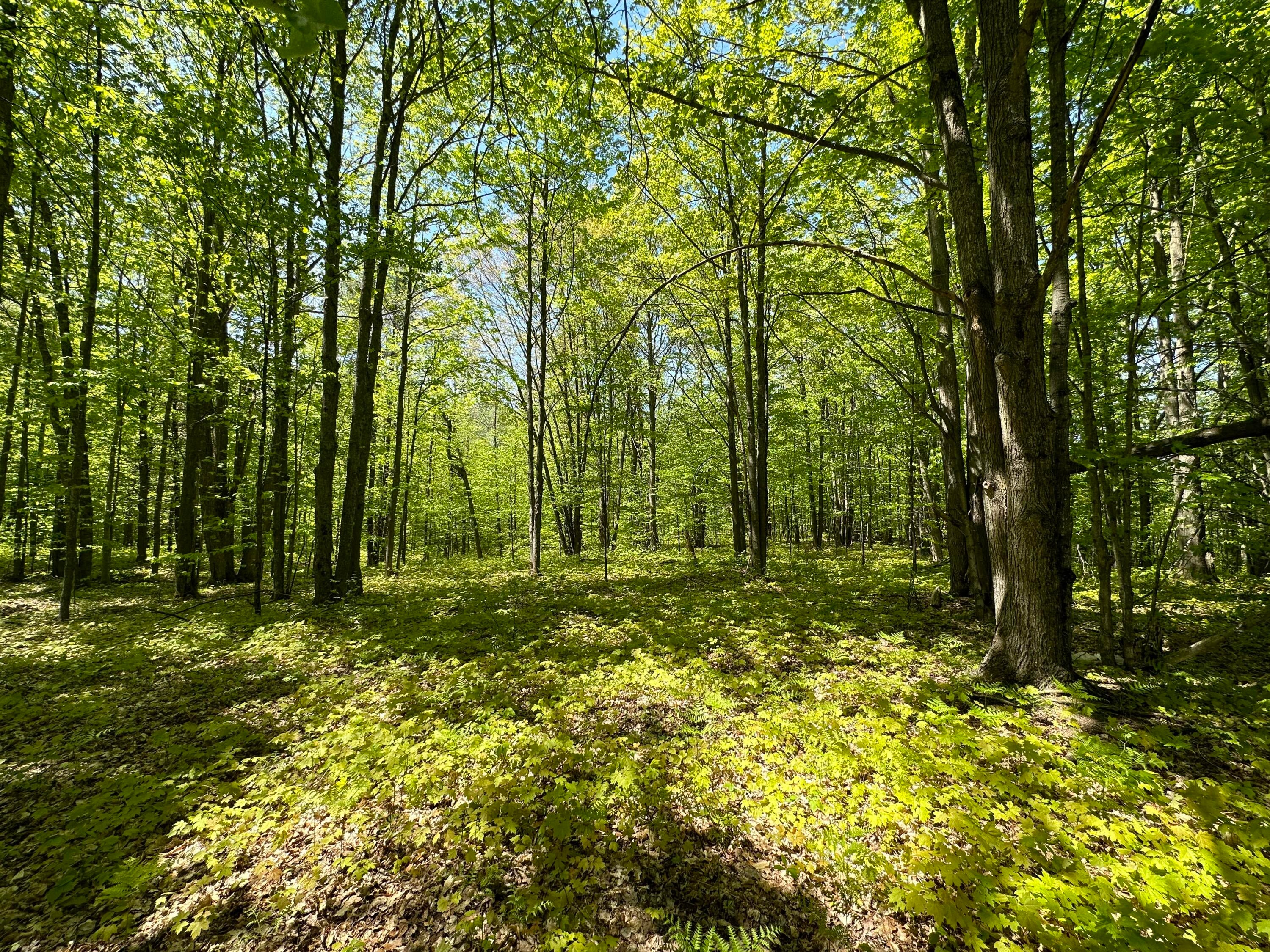 6424 North Sherman Road Frederic, MI 49733 - Photo 1 of 20 Gallery Image 1