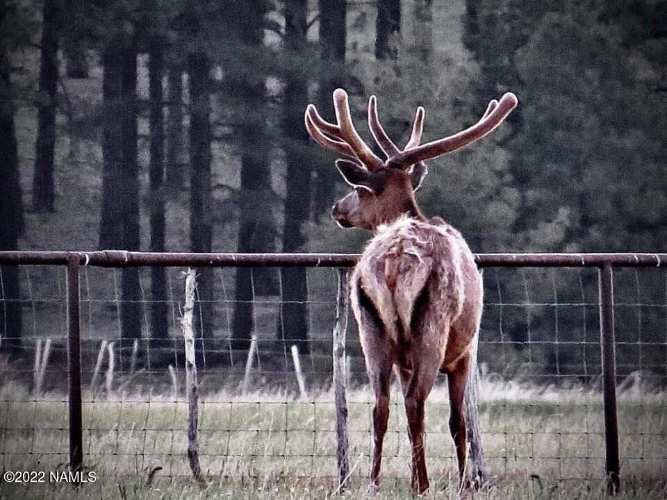 12830 East Thunder Rdg Road Parks, AZ 86018 - Photo 15 of 97 a front view of a house