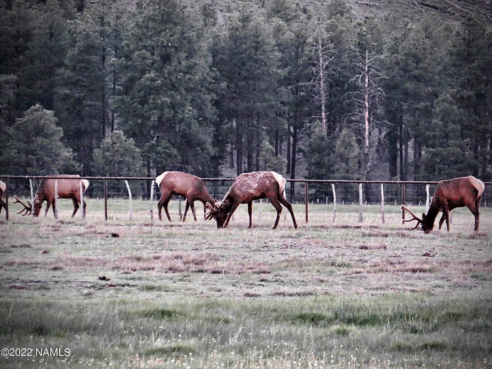 12830 East Thunder Rdg Road Parks, AZ 86018 - Photo 16 of 97 Elk Grazing-NW Fence Line