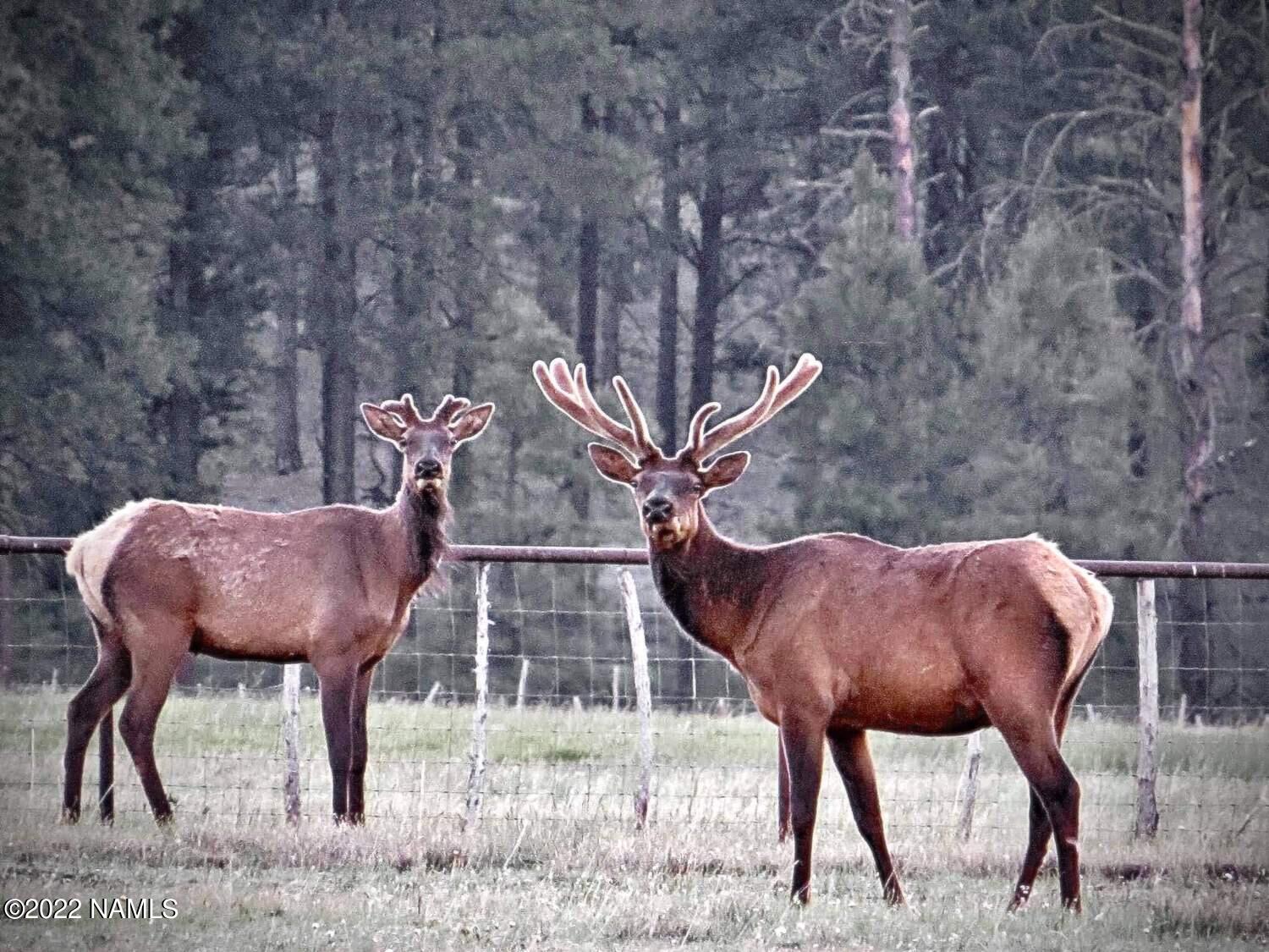 12830 East Thunder Rdg Road Parks, AZ 86018 - Photo 21 of 97 NW Fence Line-Elk at Sunset