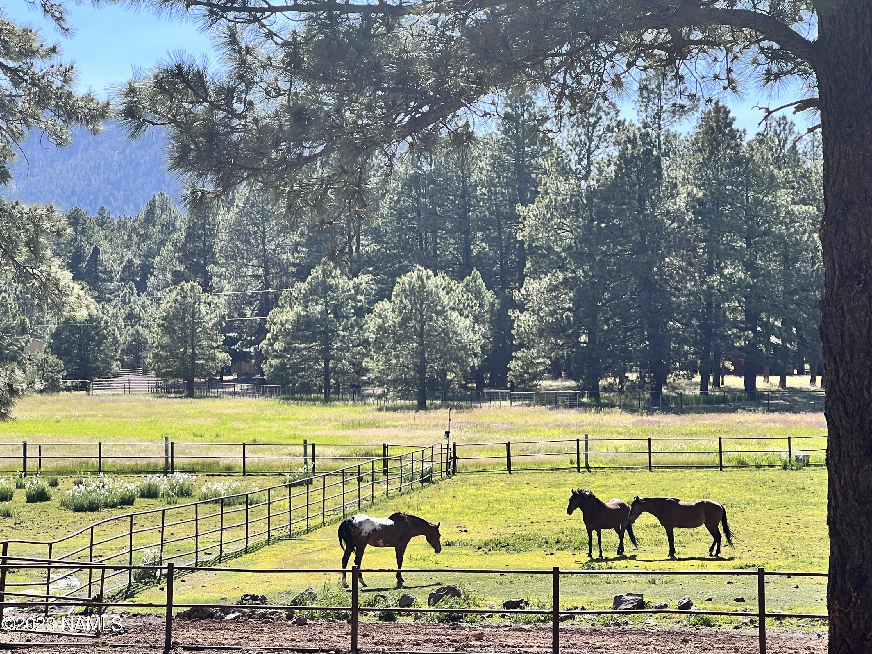 12830 East Thunder Rdg Road Parks, AZ 86018 - Photo 66 of 97 a view of swimming pool with an outdoor seating