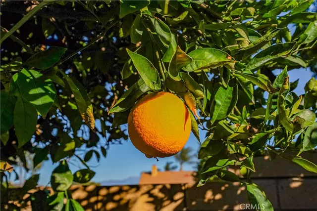 a view of a tree with plants in front of it