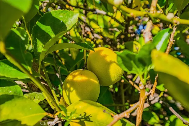 a view of a plant with a plant