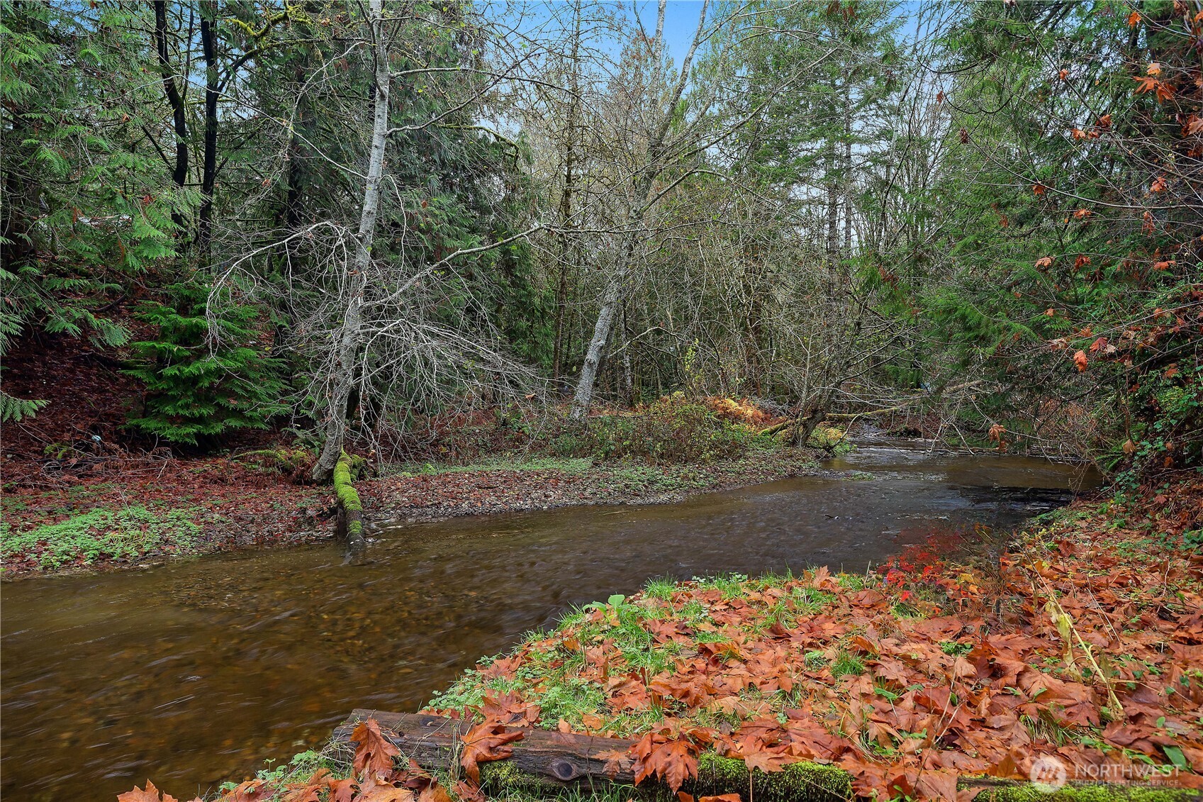 a view of a yard with plants and trees