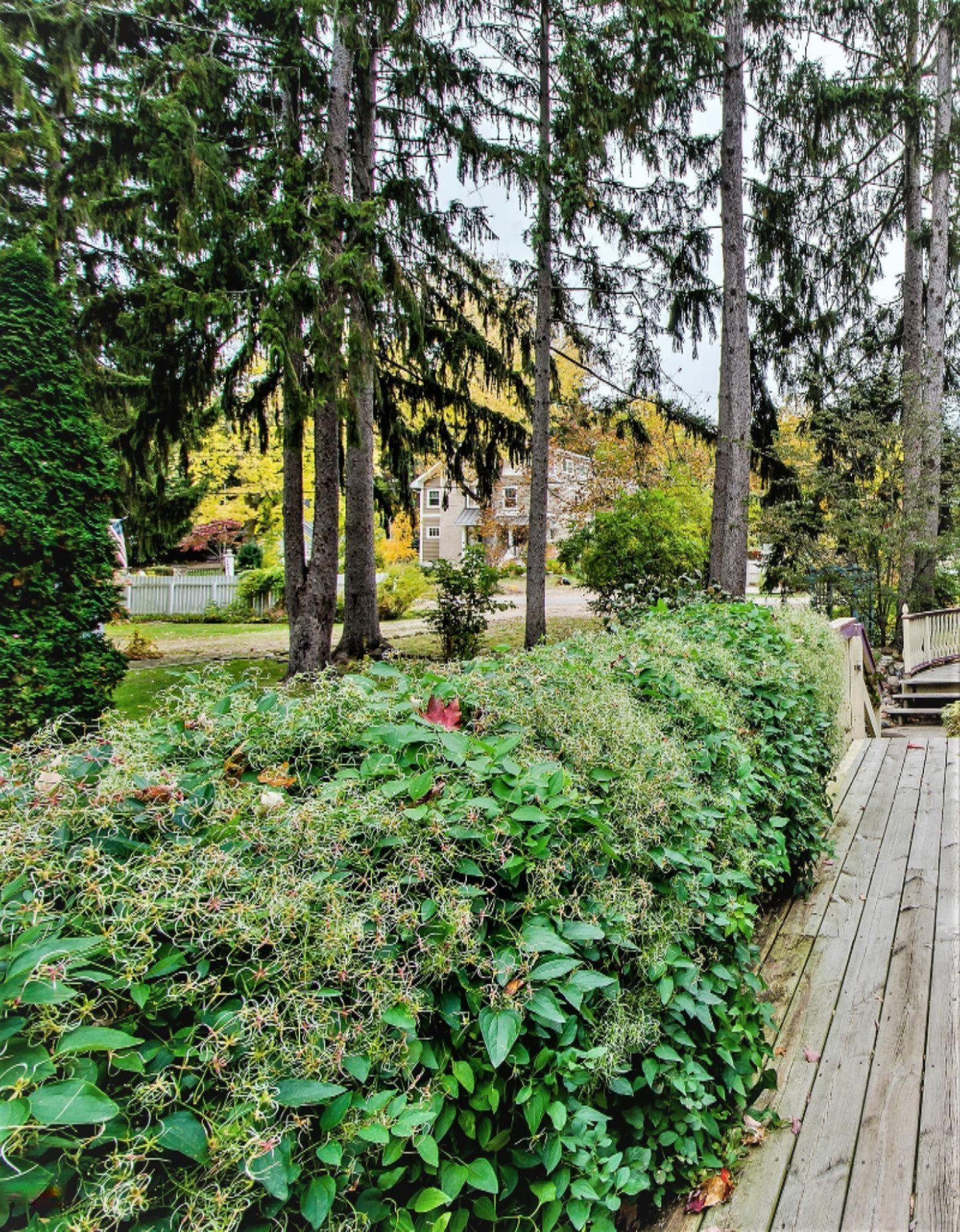 15817 Lakeshore Road Union Pier, MI 49129 - Photo 30 of 37 Lush landscaping