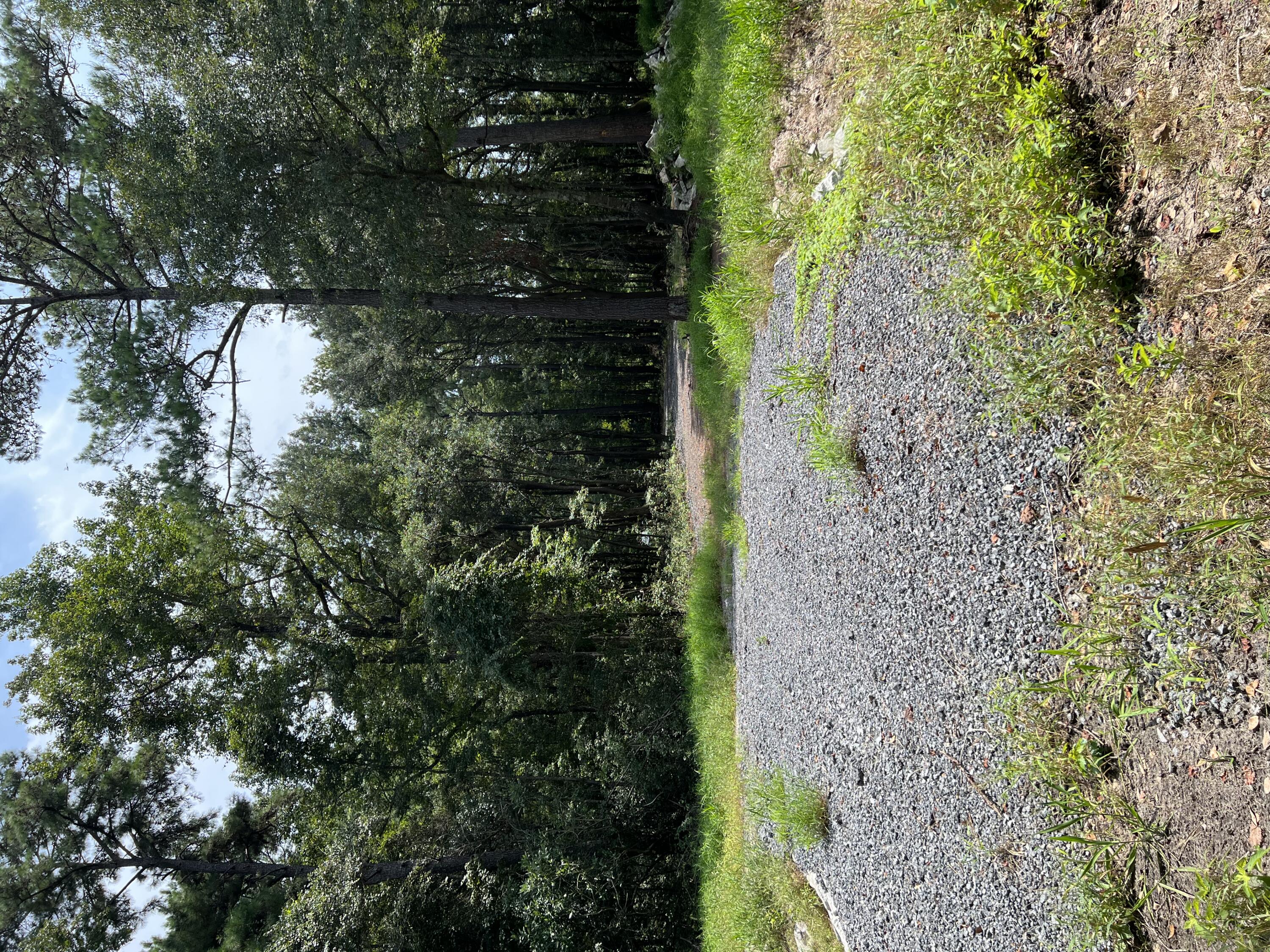 0 Mercantile Road McClellanville, SC 29458 - Photo 12 of 25 IMG_6407